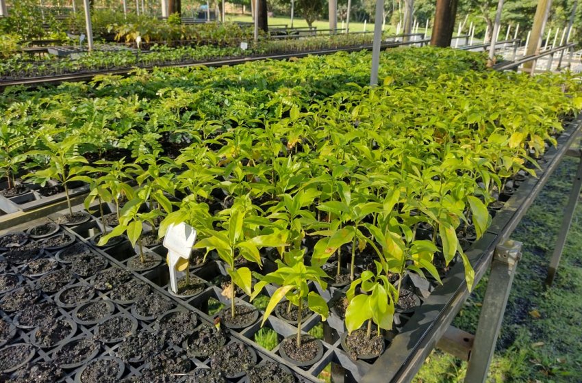 DEPARTAMENTO DE AGROPECUÁRIA E MEIO AMBIENTE REALIZA DOAÇÃO DE MUDAS DE ÁRVORES NATIVAS A PRODUTORES RURAIS DE JAGUARIÚNA
