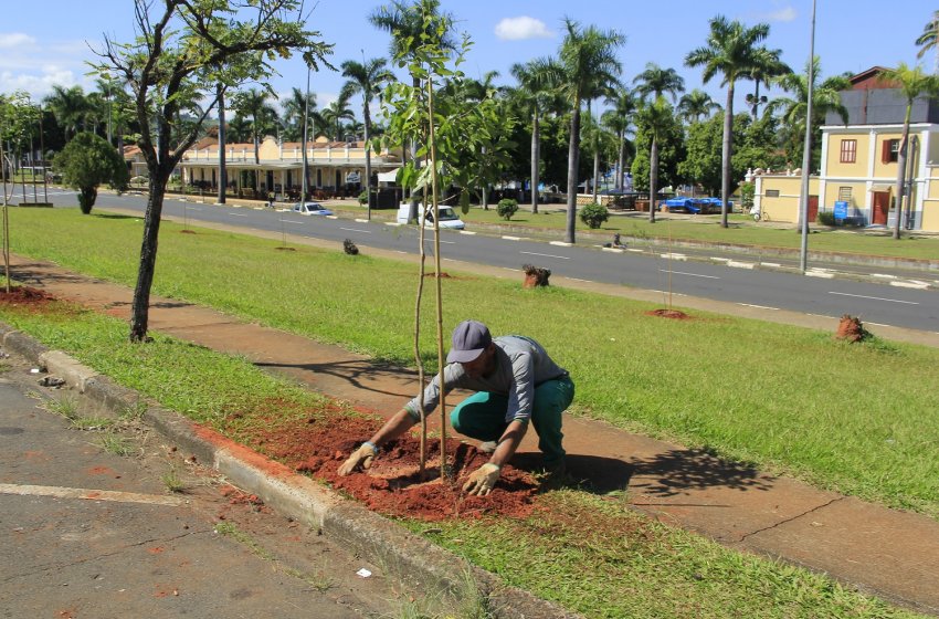 PREFEITURA PLANTA MUDAS DE ÁRVORES EM DOIS PONTOS DA CIDADE 