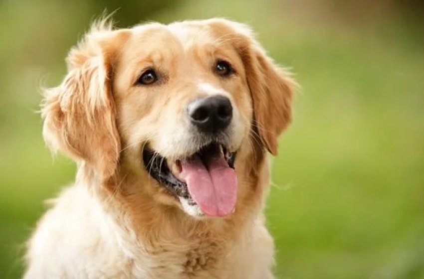PROGRAMA “PET AMIGO” FACILITA DOAÇÕES DE PRODUTOS PARA ANIMAIS EM JAGUARIÚNA