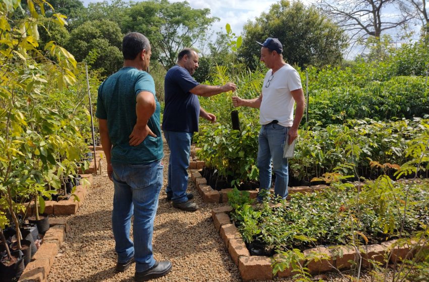 VIVEIRO MUNICIPAL DOA 200 MUDAS DE ÁRVORES EM UMA SEMANA. AS DOAÇÕES CONTINUAM!