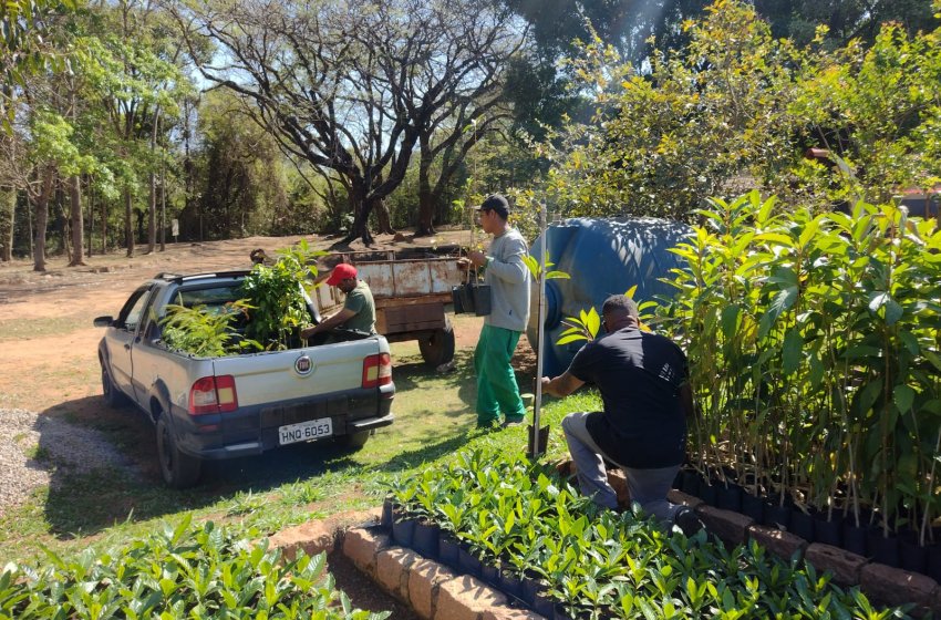 VIVEIRO MUNICIPAL DE JAGUARIÚNA TEM MILHARES DE MUDAS PARA DOAÇÃO