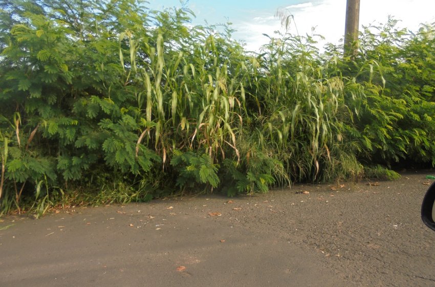 PREFEITURA DE JAGUARIÚNA NOTIFICA 950 PROPRIETÁRIOS DE TERRENOS BALDIOS PARA LIMPEZA