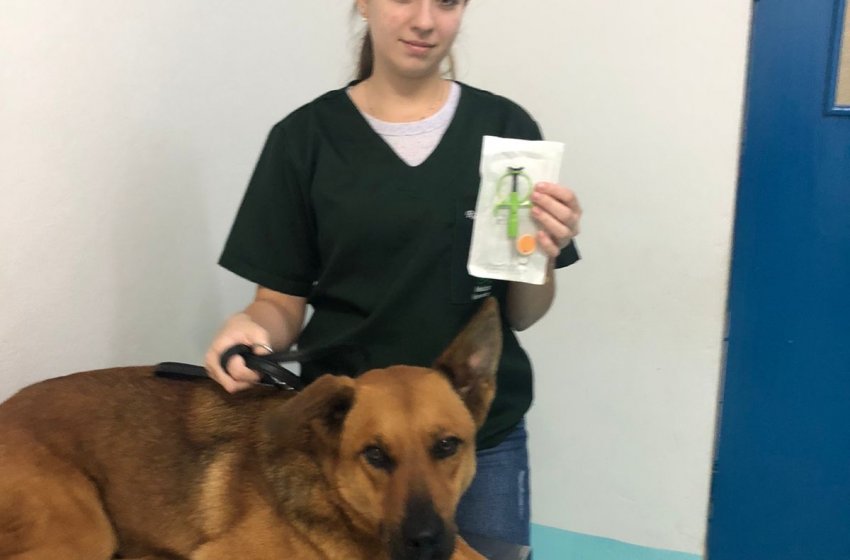 PREFEITURA DE JAGUARIÚNA INICIA MICROCHIPAGEM DE ANIMAIS NESTA QUINTA-FEIRA