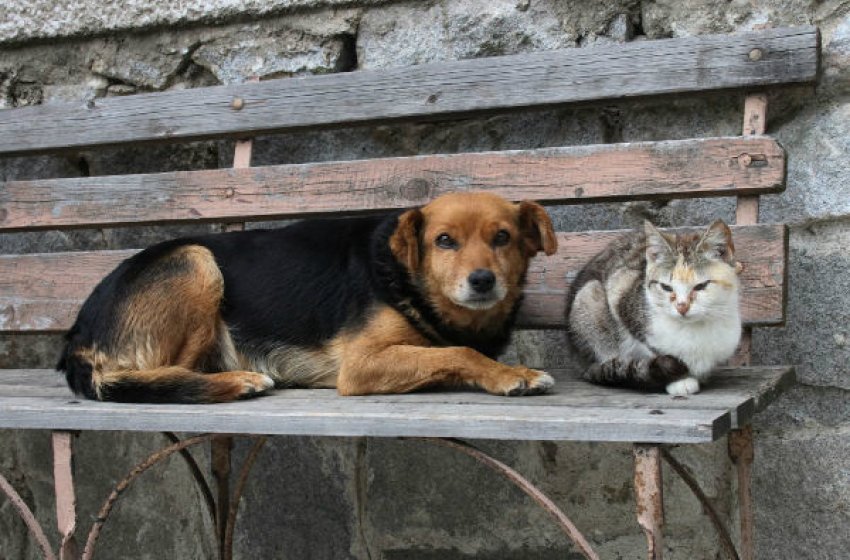 ZOONOSES AMPLIA SERVIÇO DE CAPUTRA, TRIAGEM E CASTRAÇÃO DE ANIMAIS DE RUA