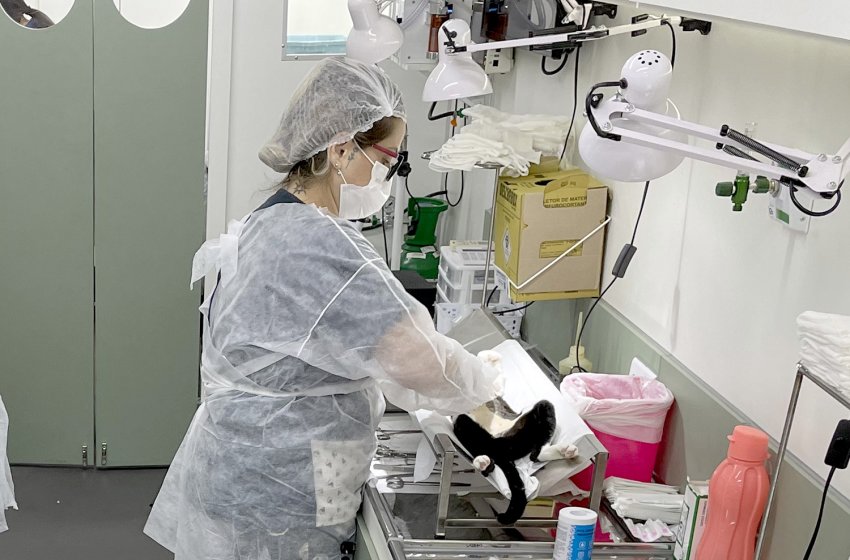 SEXTA-FEIRA TEM MUTIRÃO DE CASTRAÇÃO E MICROCHIPAGEM GRATUITO NO AZULÃO