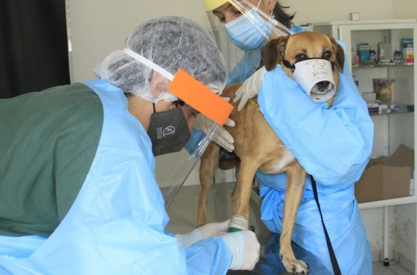 POSTO VETERINÁRIO DA PREFEITURA DE JAGUARIÚNA RETOMA ATENDIMENTO