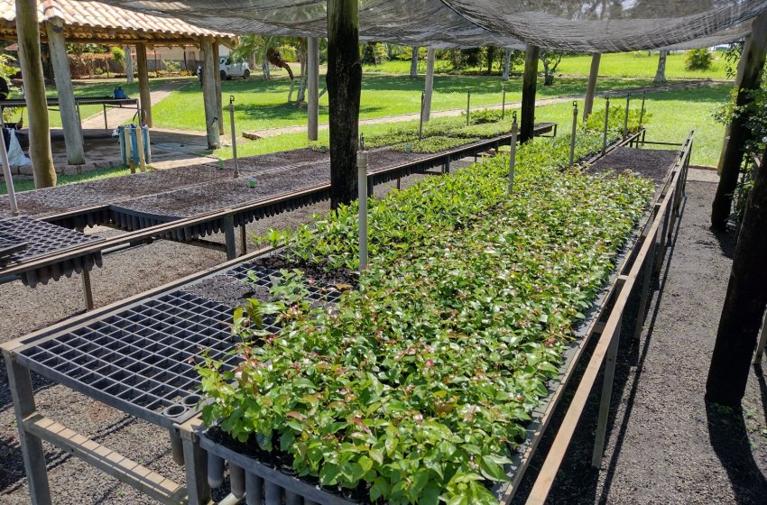 VIVEIRO MUNICIPAL DE JAGUARIÚNA TEM MILHARES DE MUDAS DE ESPÉCIES FRUTÍFERAS PARA DOAÇÃO