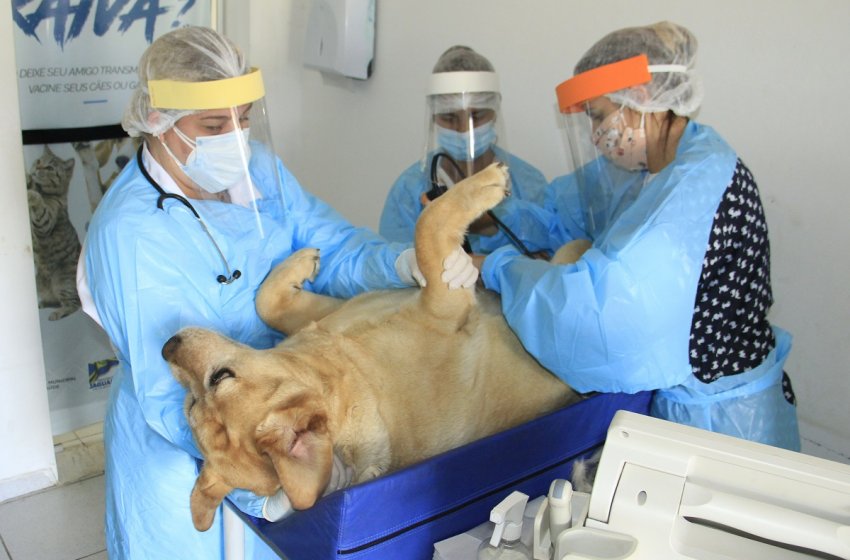 Após retomada das atividades, Posto Veterinário de Jaguariúna já fez mais de 100 atendimentos