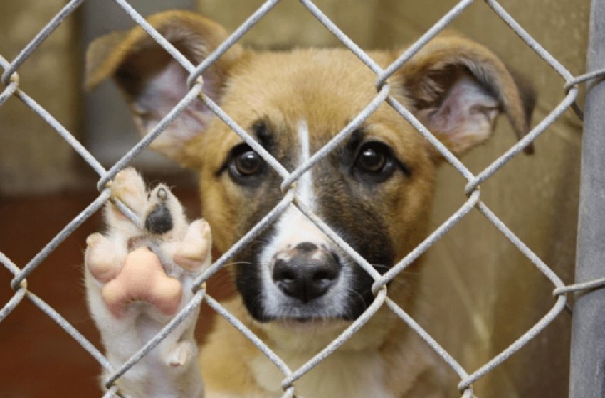 DENÚNCIAS DE MAUS-TRATOS A ANIMAIS CRESCEM 89% EM 2021 EM JAGUARIÚNA