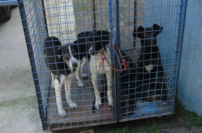 TRÊS FILHOTES DE CÃES SÃO ABANDONADOS NO POSTO VETERINÁRIO DE JAGUARIÚNA